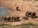Elephants At The Waterhole II